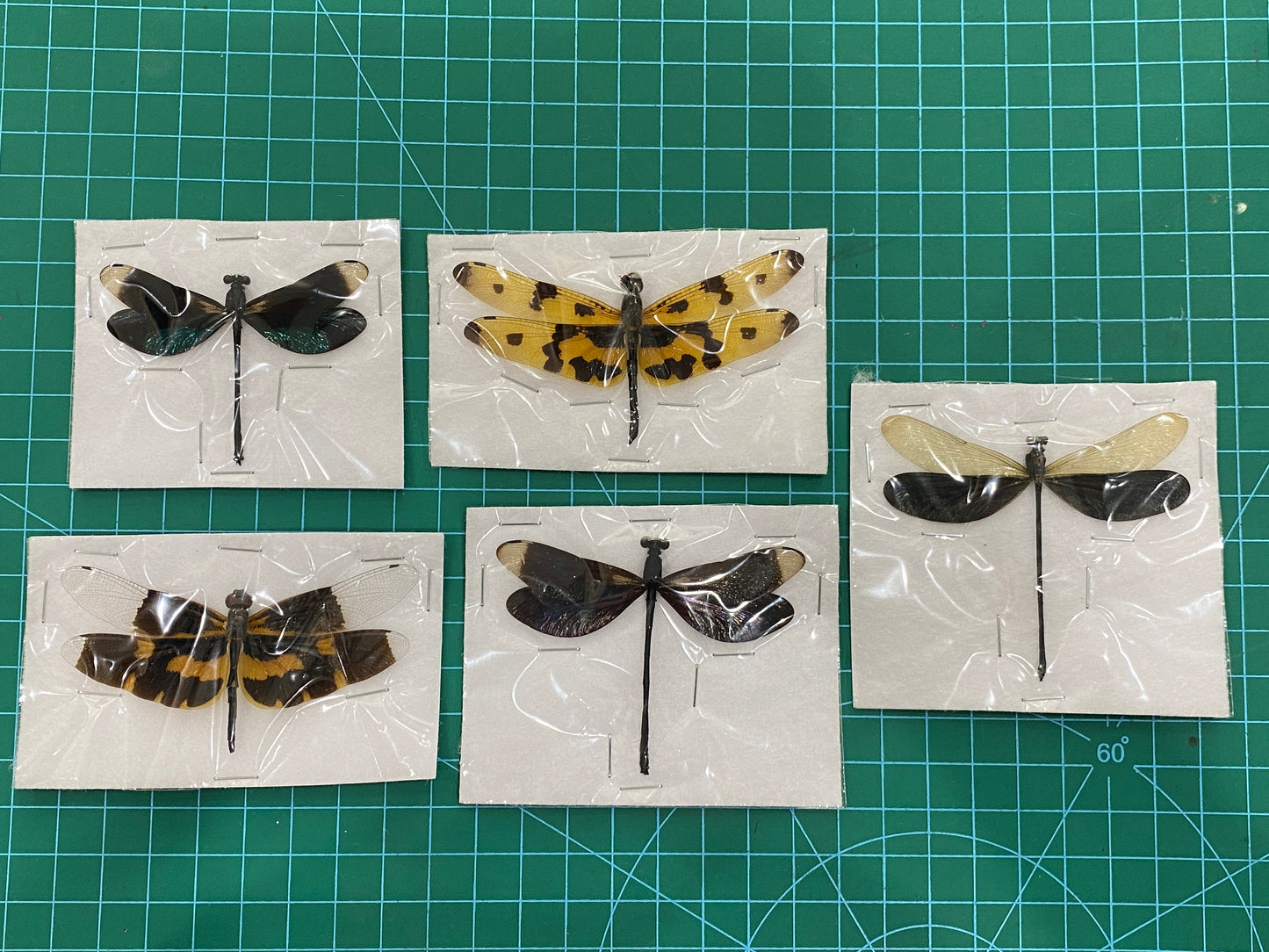 Damselfly Dragonfly Specimens Spread Wings Open Wholesale Lot Bug Taxidermy Insect Bugs Beetle Taxadermy CHUONX5