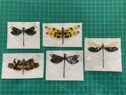 Damselfly Dragonfly Specimens Spread Wings Open Wholesale Lot Bug Taxidermy Insect Bugs Beetle Taxadermy CHUONX5