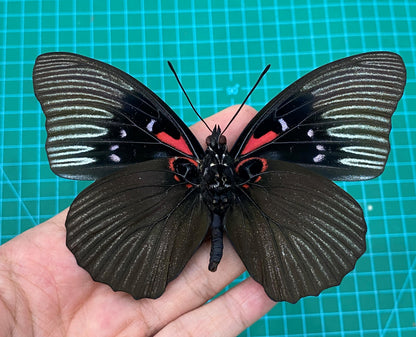 Real Black Empress Butterfly Taxidermy, Sasakia Funebris, Dried Specimen Spread Wings, Real Insect Entomology Display