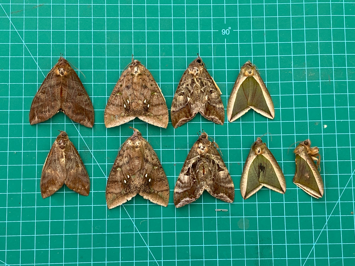 Insect Taxidermy Moth, Calpinae Moth Specimens Mixed Moth Unmounted, Dried Insect Entomology Art Display UM-27