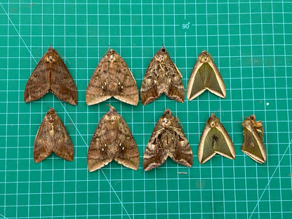 Insect Taxidermy Moth, Calpinae Moth Specimens Mixed Moth Unmounted, Dried Insect Entomology Art Display UM-27