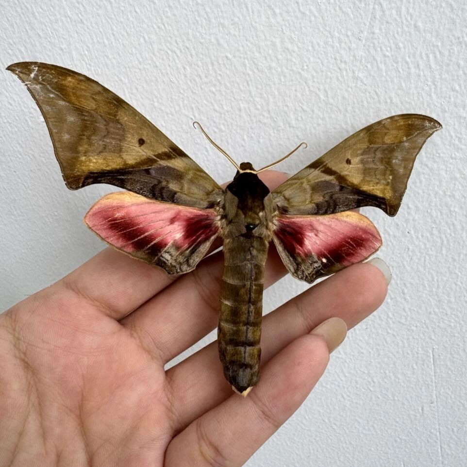 Real Moth Butterfly Taxidermy Specimen, Unmounted Dried Butterfly, Natural Insect Collectible