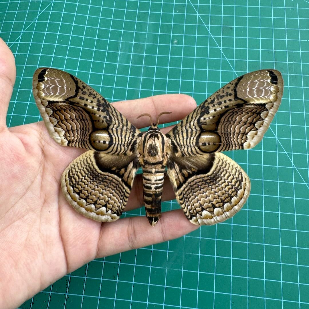 Real Owl Moth Brahmaea Specimen, Unmounted Dried Butterfly, Natural Insect Collectible