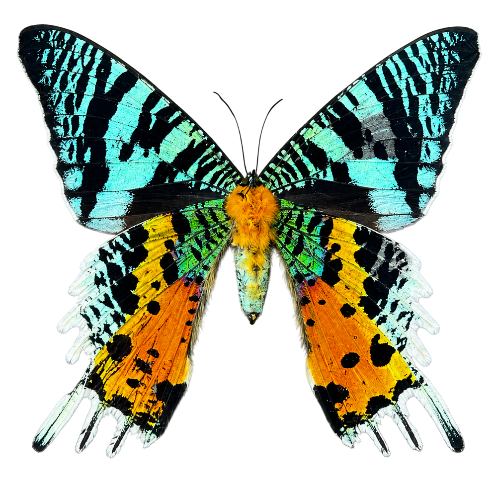 2 Real Sunset Moth Butterfly Specimen Collection Butterflies Mounted Dead Animal Preserved Entomology Oddity Scientific Lover Insect Office Desk Art Artwork Display UM-16…