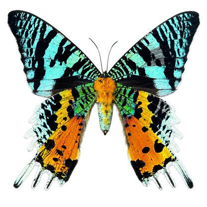 2 Real Sunset Moth Butterfly Specimen Collection Butterflies Mounted Dead Animal Preserved Entomology Oddity Scientific Lover Insect Office Desk Art Artwork Display UM-16…