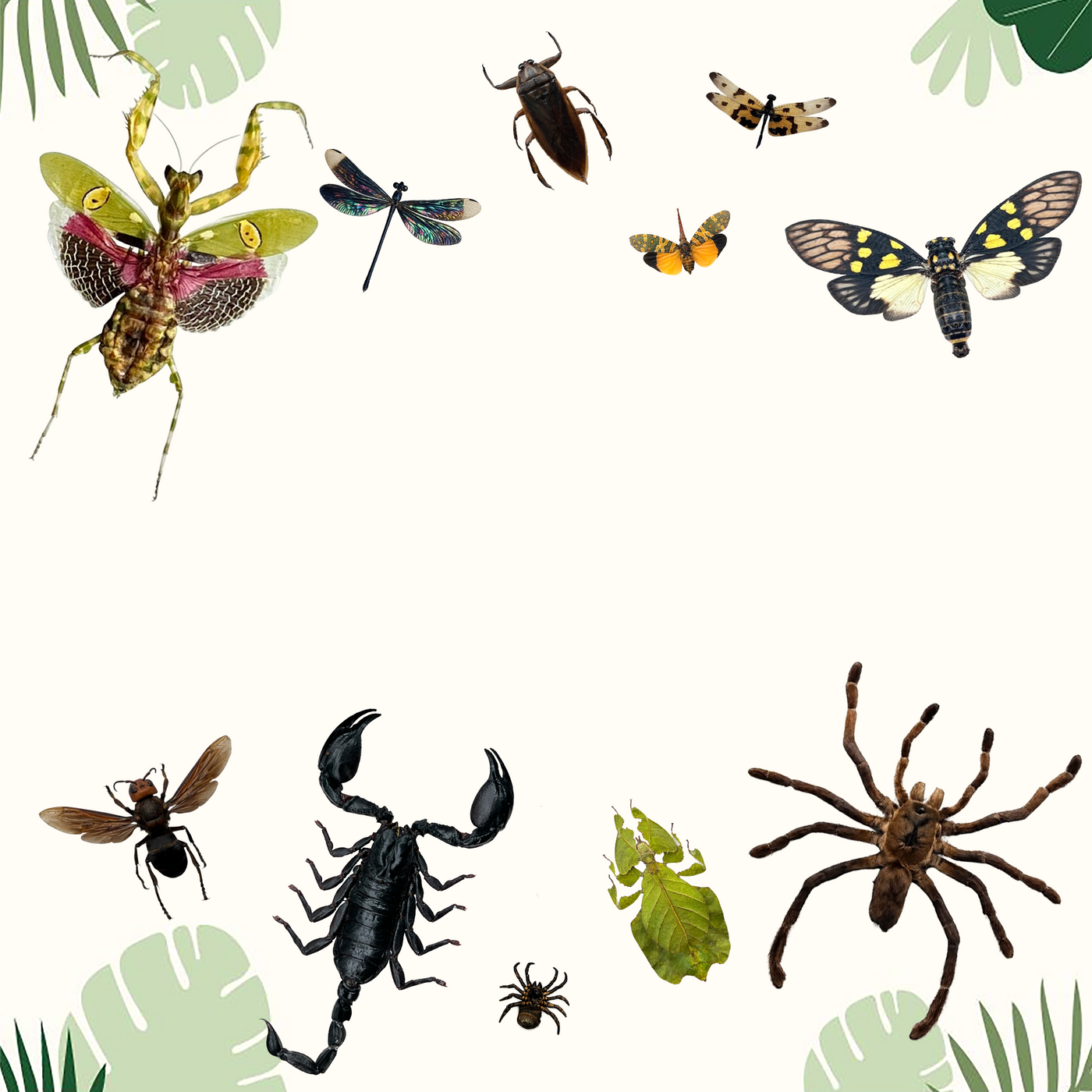Bugs