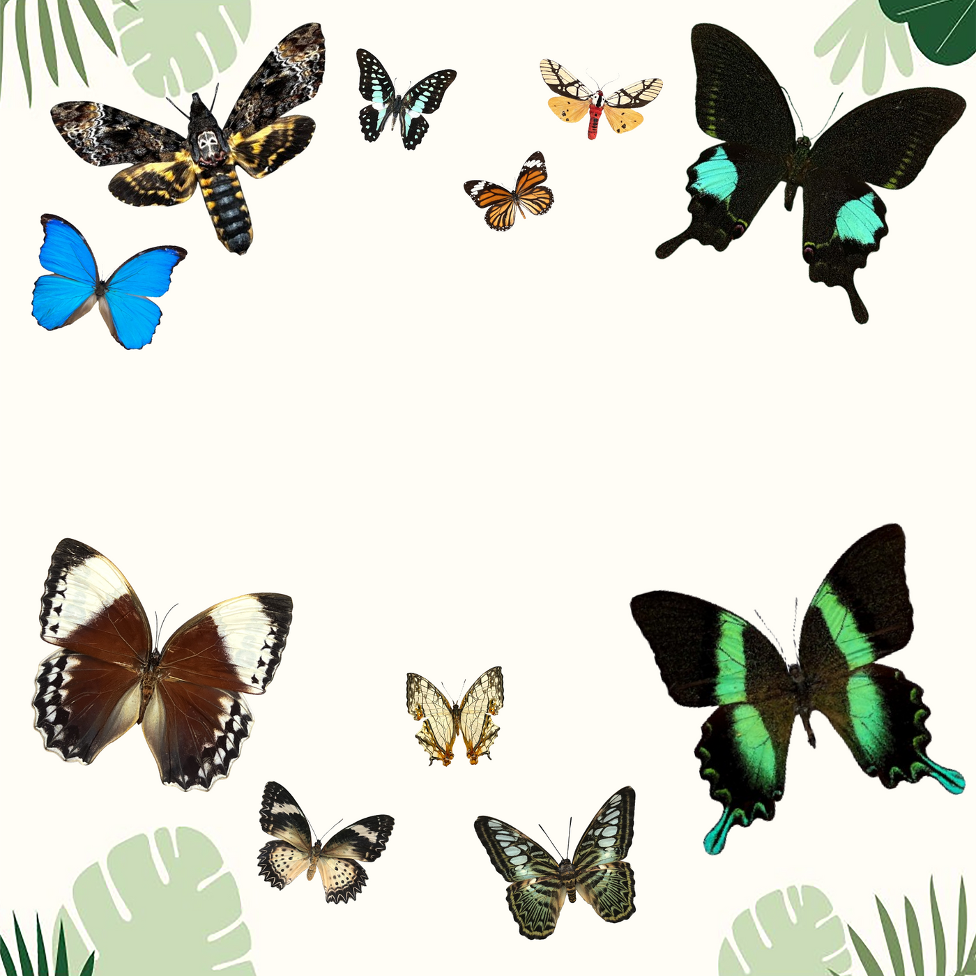 Specimens