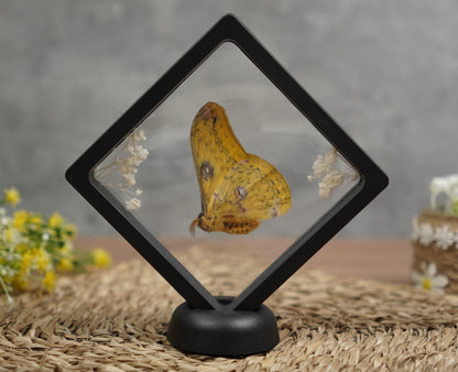 Entomology Decor Butterfly Art Frame Insect