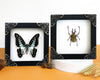 2 Real Beetles Butterfly Frames Dead Insect Dried Bug Shadow Home Decor Gallery K12-11TR52TR