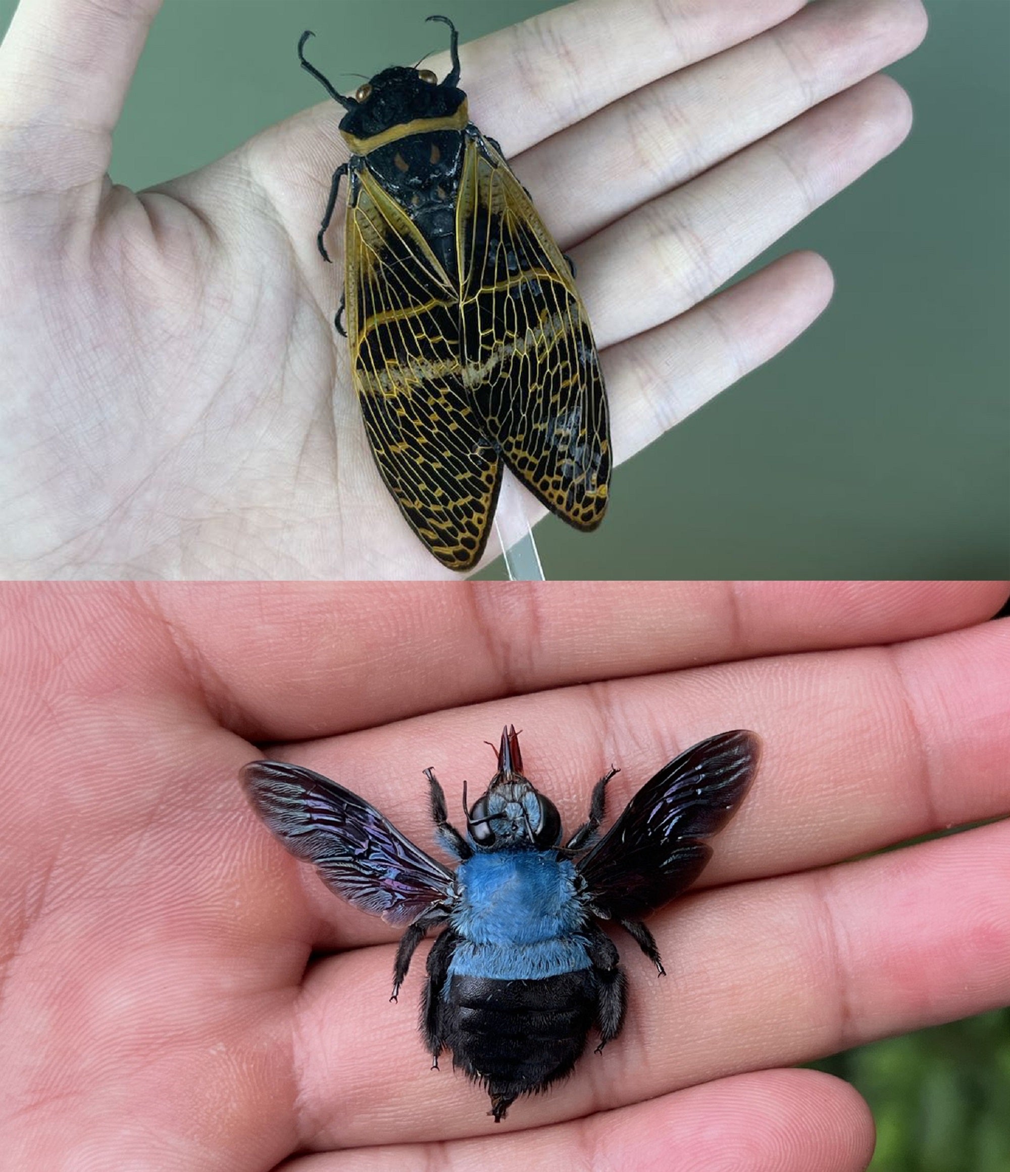 2 Real Blue Bee Cicada Preserved Specimen Collection Oddity Dried Insect Dead Beetle Taxidermy Biology Education Science Decor Home Decoration Artwork Tabletop Display DOME5.10-50.61