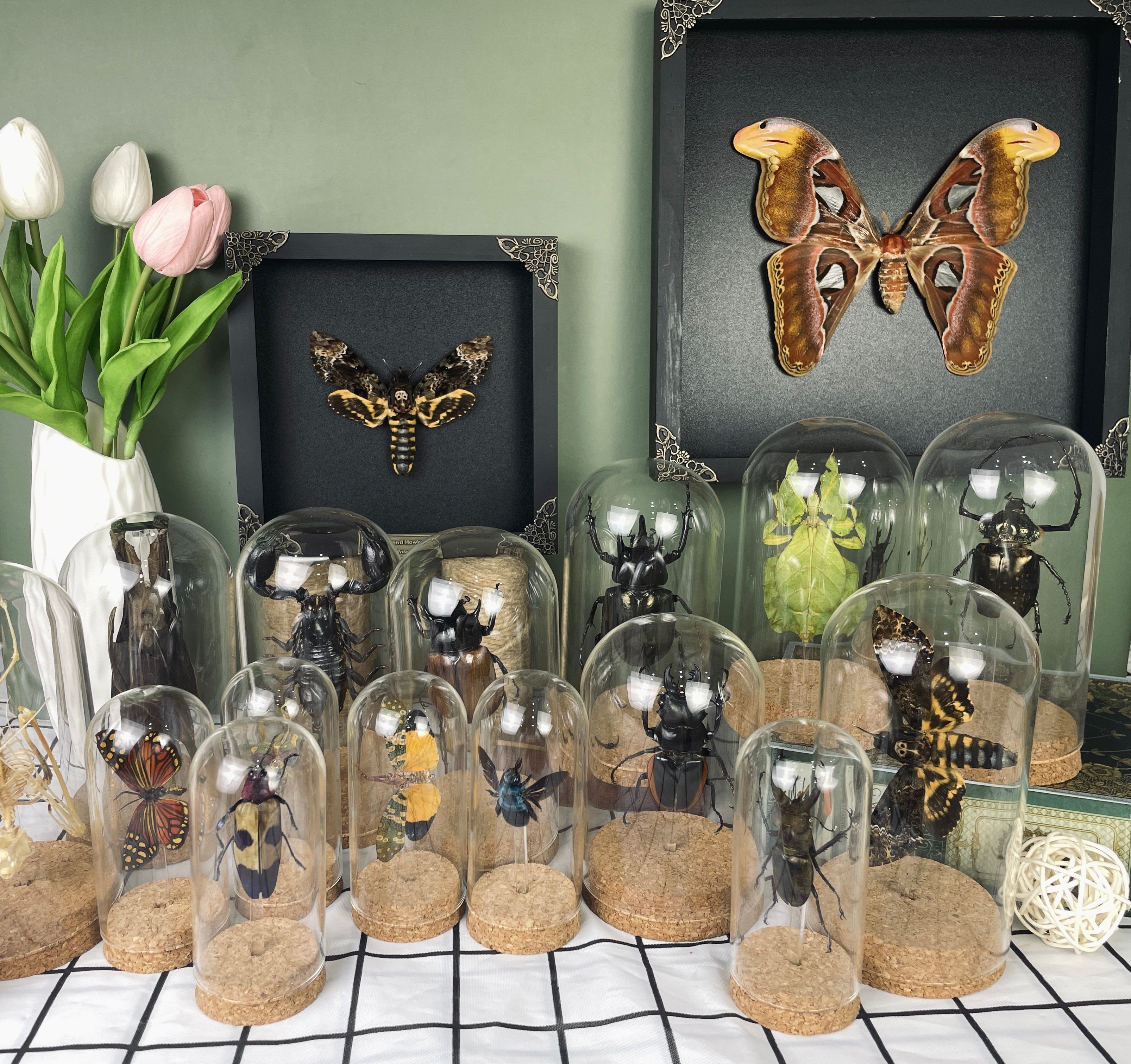 Real Death Head Moth Acherontia Glass Dome, Hawkmoth Insect Bug Taxidermy Taxadermy Gothic Birthday Gift Home Decor