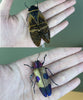 2 Real Cicada Jewel Beetle Preserved Specimen DOME5.10-50.82