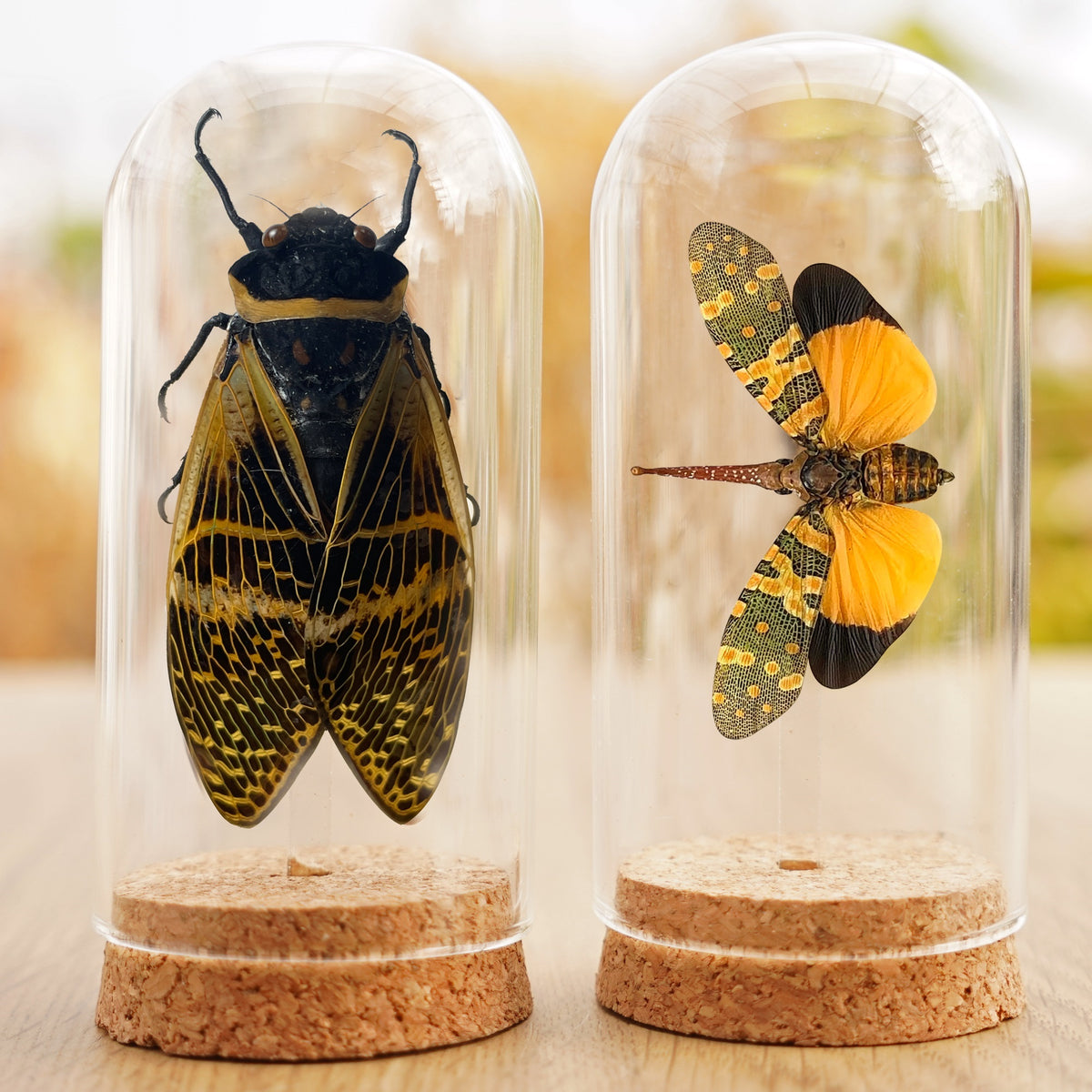 2 Real Lanternfly Cicada Glass Dome – vninsects.com