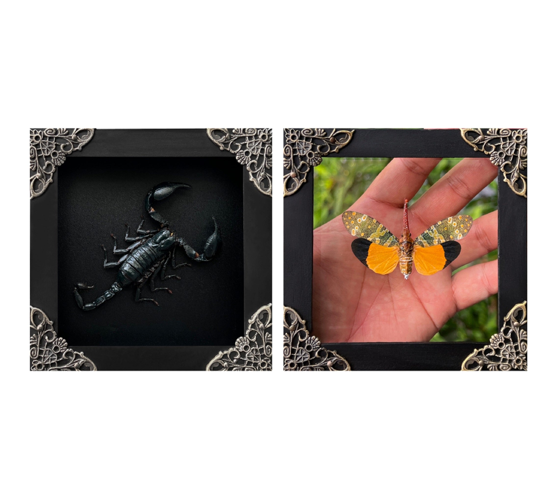 2 Real Framed Beetles Handmade Shadow Box Gallery Bedroom Gallery Artwork Home K12-51DE55KINH