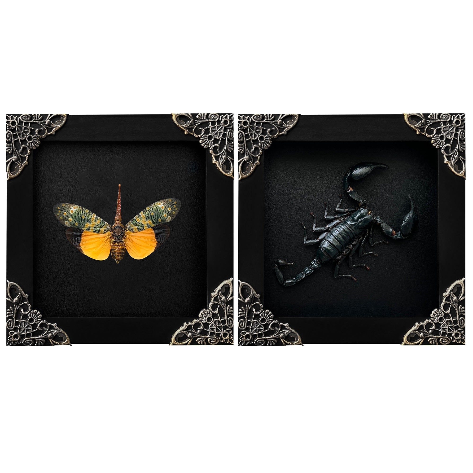 2 Real Blue Bee Lanternfly Butterfly Frames Dead Insect Artwork Home Decor Gallery K12-55DE61DE