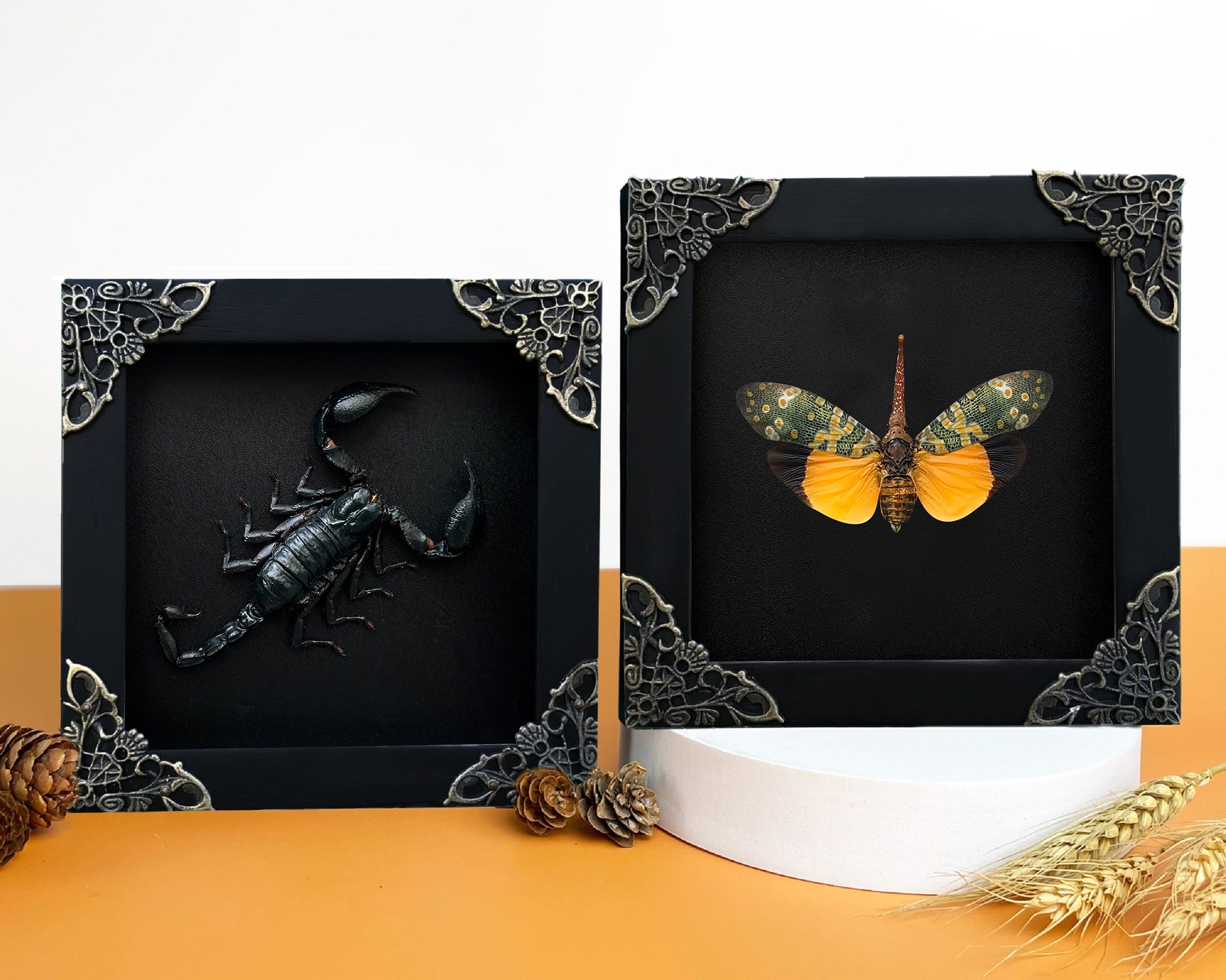 2 Real Framed Beetles Handmade Shadow Box Gallery Bedroom Gallery Artwork Home K12-51DE55DE