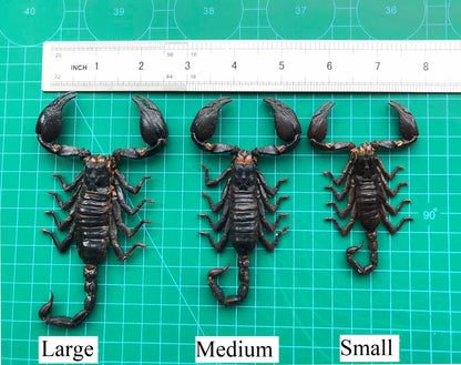6 Real Scorpion 4” Insect Bug Entomology Specimen Oddity SCOR12X6