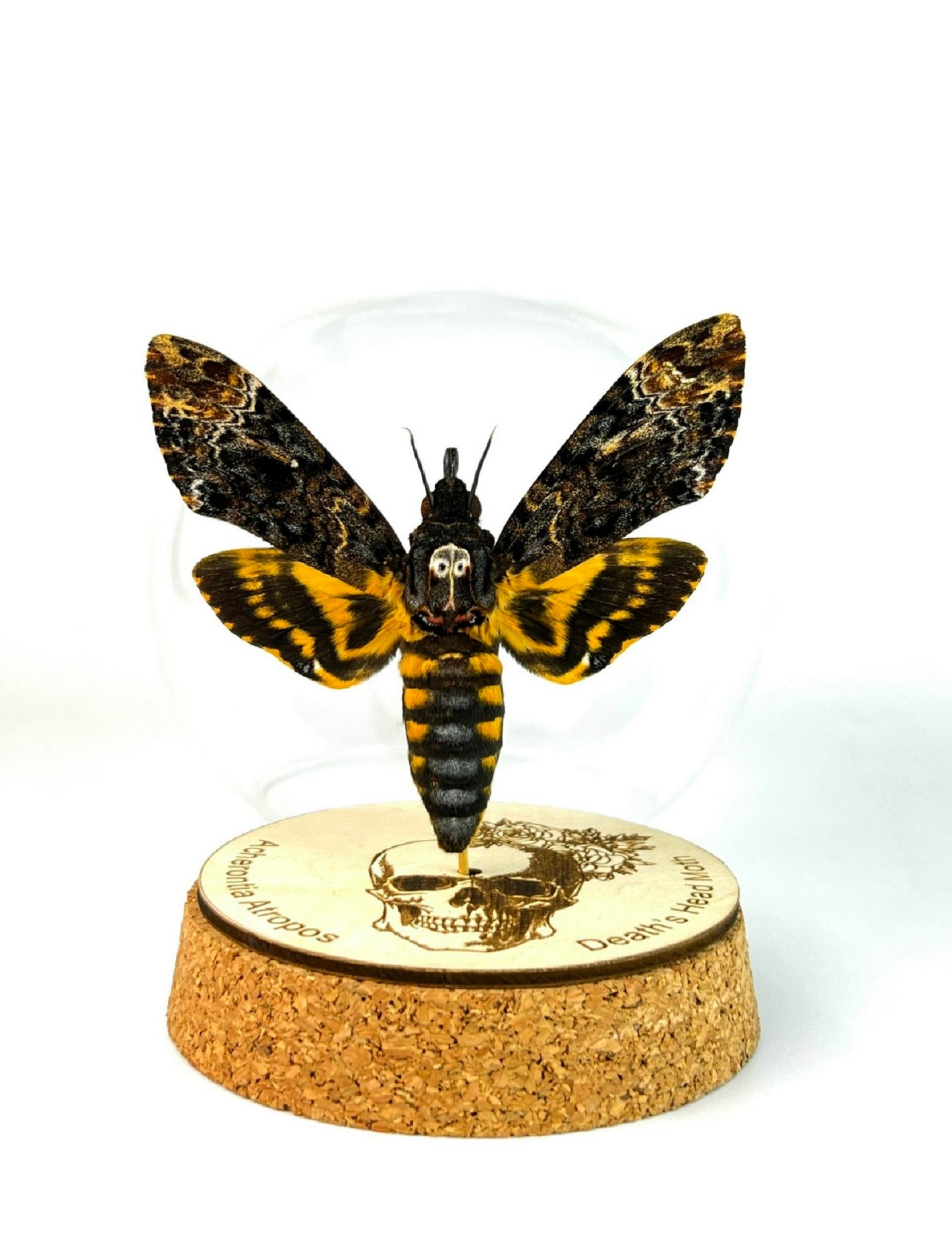Real Death Head Moth Acherontia Glass Dome, Hawkmoth Insect Bug Gothic Birthday Gift Home Decor