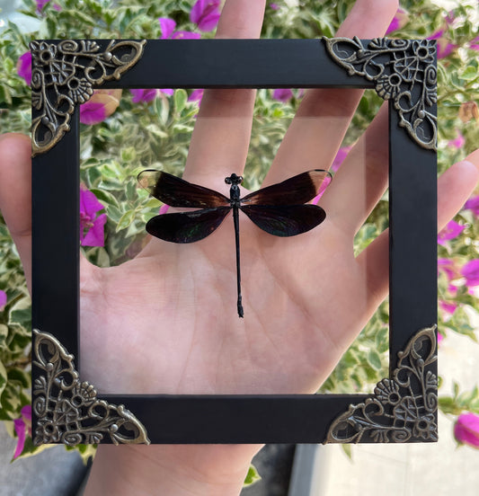 Real Clear Wings Dragonfly Damselflies Specimen Insect Dried Bug Dead Home Decor