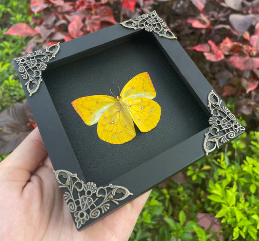 Framed Butterfly Wall Hanging Decor Preserved Butterflies Insect Specimen Entomology Gift K12-43-DE