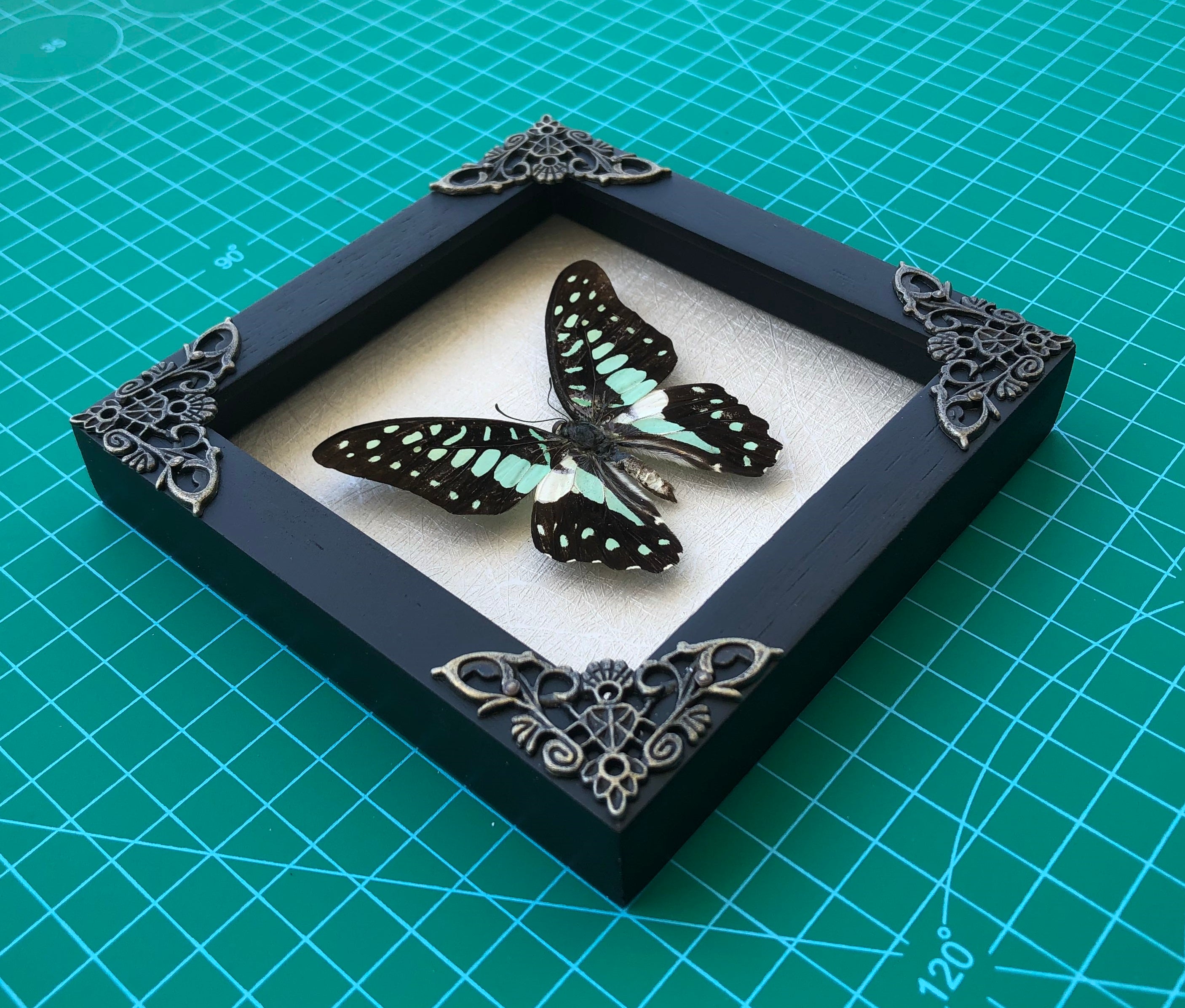 Real Butterfly Taxidermy Framed Art Gallery Collection Decor