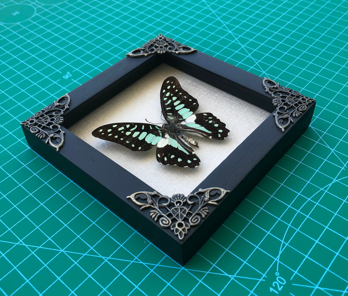 Real Butterfly Framed Art Gallery Collection Decor