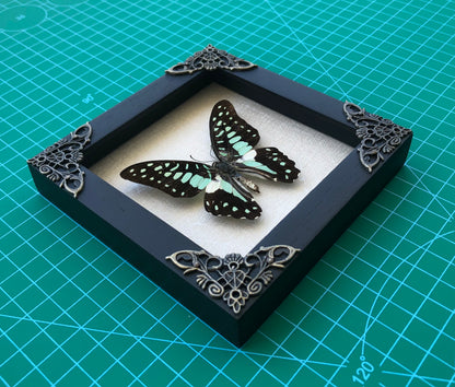 Real Butterfly Framed Art Gallery Collection Decor