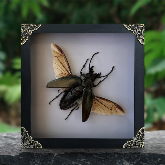 Real Beetle Insect Framed, Shadow Box Artwork, Dead Bug Oddities Curiosities, Home Gothic Wall Decor