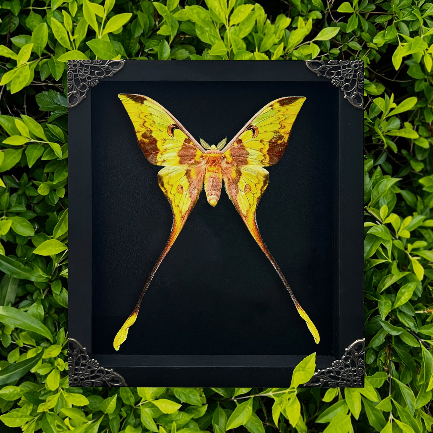 Real Comet Moth Specimen, Gothic Moon Moth Wall Art, Taxidermy Shadow Box, Victorian Goth Home Decor, Astronomy Gift