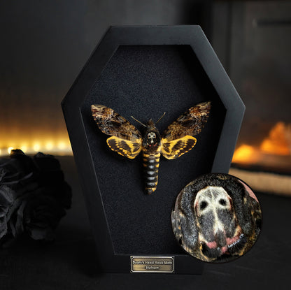 Real Death Head Moth in Coffin Framed, Moth Taxidermy, Insect Gothic Art, Halloween Gift Decor CF18-01-DE-MT