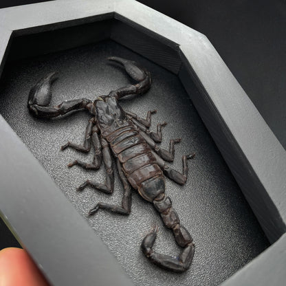 Real Scorpion in Coffin Framed, Insect Bug Taxidermy Collection, Halloween Gothic Art Display