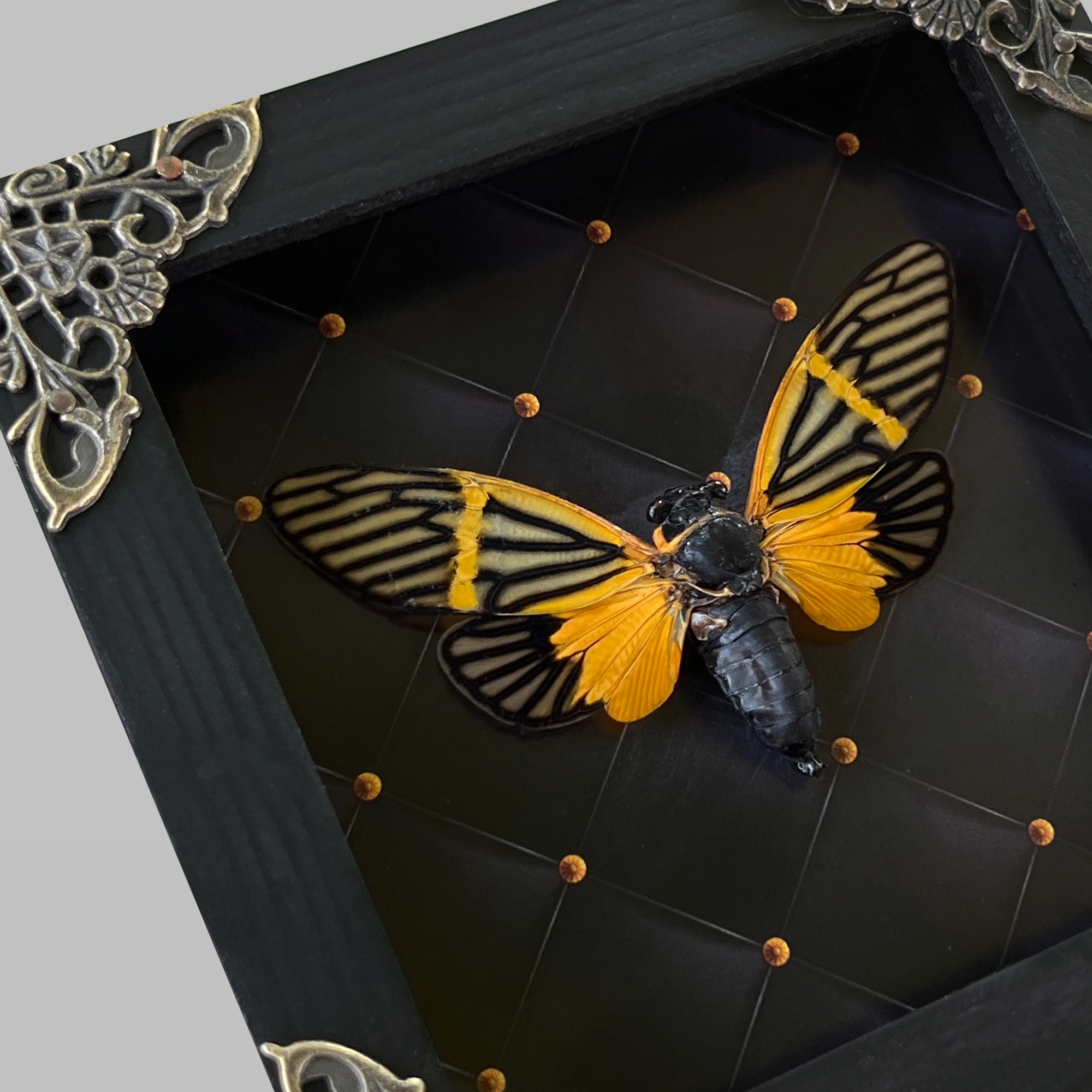 Real Framed Yellow Wings Butterfly Cicada Black Frame Gothic Home Decor K12-80-NEM