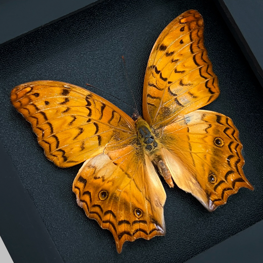 Real Orange Butterfly Black Frame Dead Insect Dried Bug Lover K12-31-DE