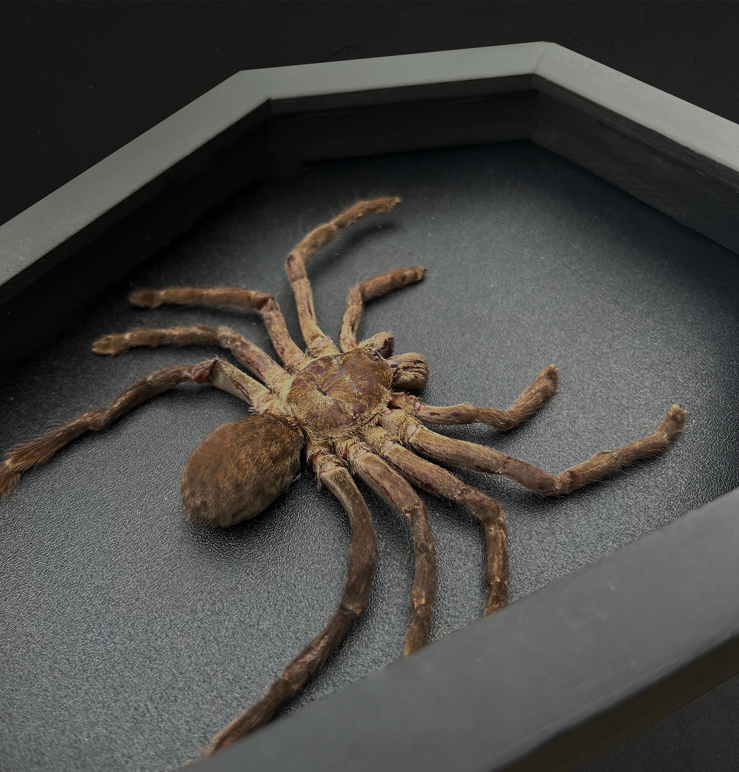 Gothic Halloween Decor, Tarantula Spider Bird Eating Coffin Shadow Box, Insect Frame, Oddities Curiosities Home Decor