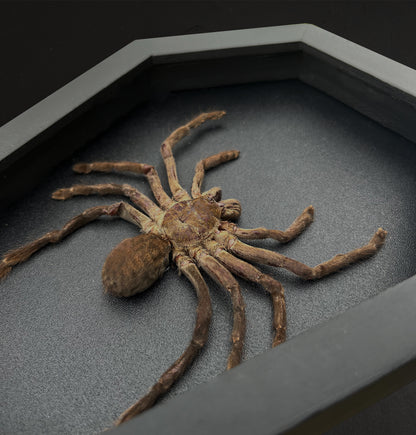 Gothic Halloween Decor, Tarantula Spider Bird Eating Coffin Shadow Box, Insect Frame, Oddities Curiosities Home Decor