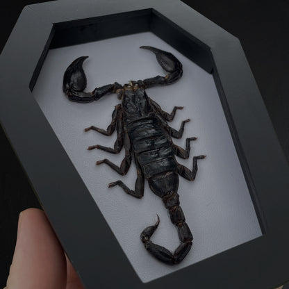 Real Scorpion in Coffin Framed, Insect Bug Taxidermy Collection, Halloween Gothic Art Display