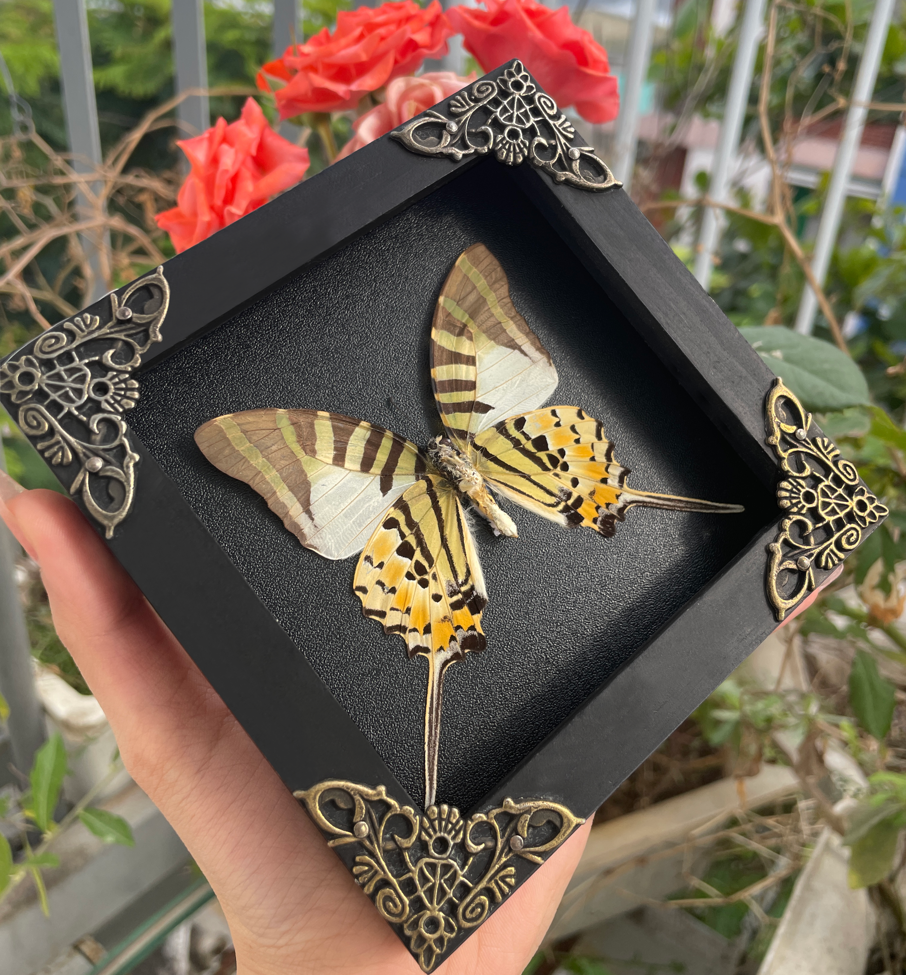 Real Butterfly Entomology Display Shadow Box Taxidermy Insect Decor
