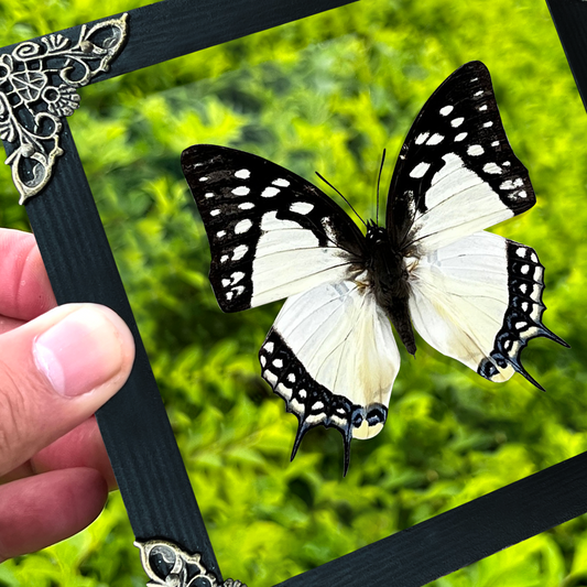 Real Butterfly Polyura Wooden Glass Frame Dried Insect Specimens K14-04-KINH