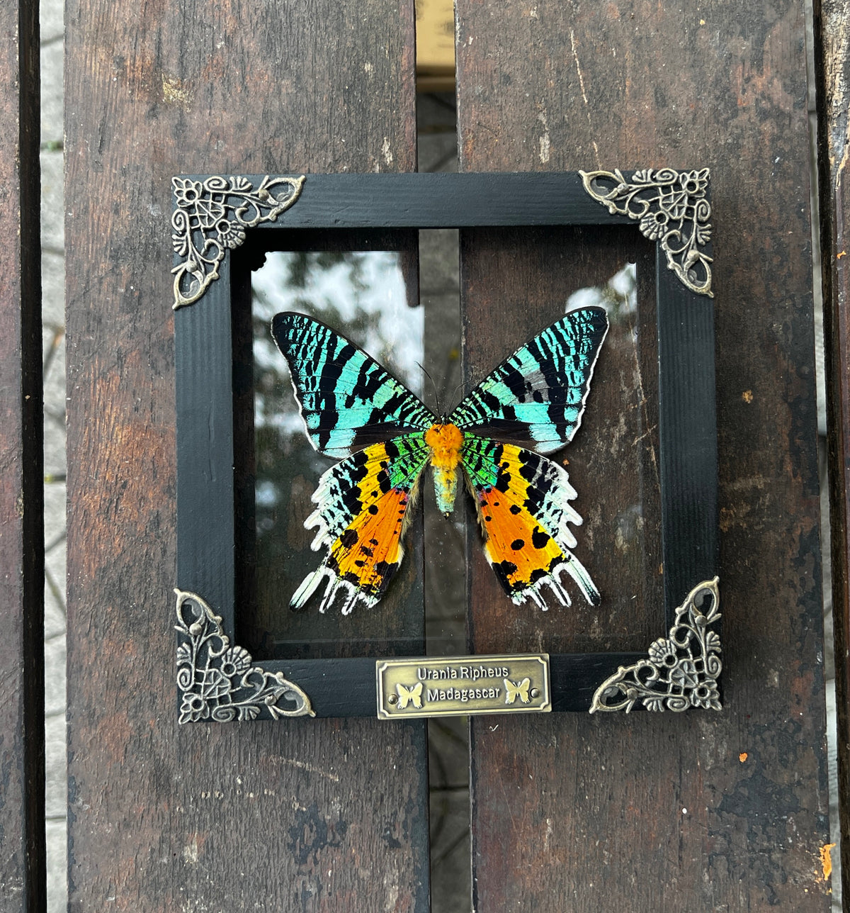 Sunset Moth Butterfly Moon Star Moon Phase Star Astrology Astronomy Background Frame Insect K14-29-AS5