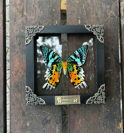Sunset Moth Butterfly Moon Star Moon Phase Star Astrology Astronomy Background Frame Insect K14-29-AS5