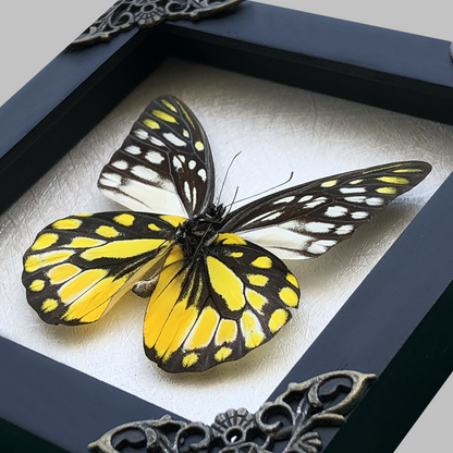 Real Framed Yellow Butterfly Dead Insect Dried Bug Beetle Shadow Box Black K12-10-DE