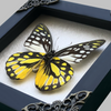 Real Framed Yellow Butterfly Dead Insect Dried Bug Beetle Shadow Box Black K16-18-DE