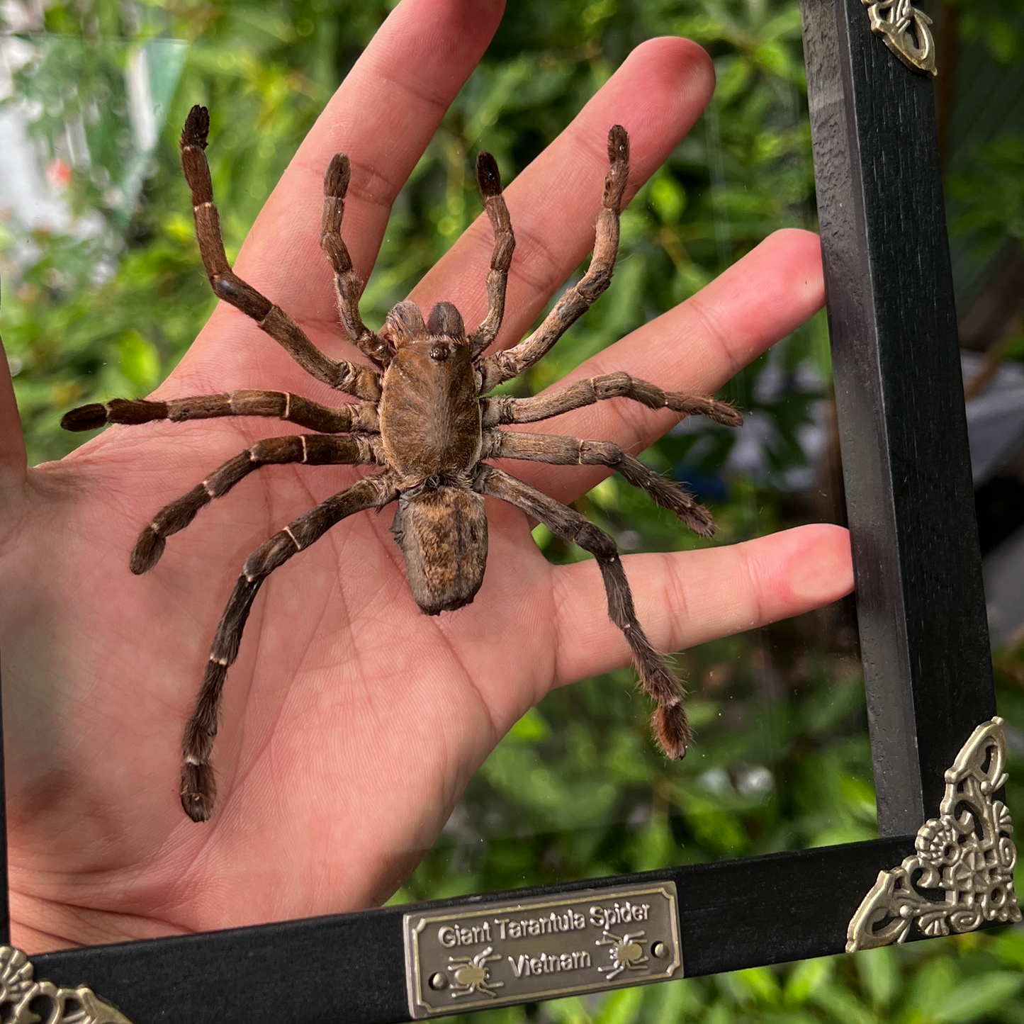 Real Giant Spider Frame Beetle Insect Gothic Decoration Artwork Home Decor
