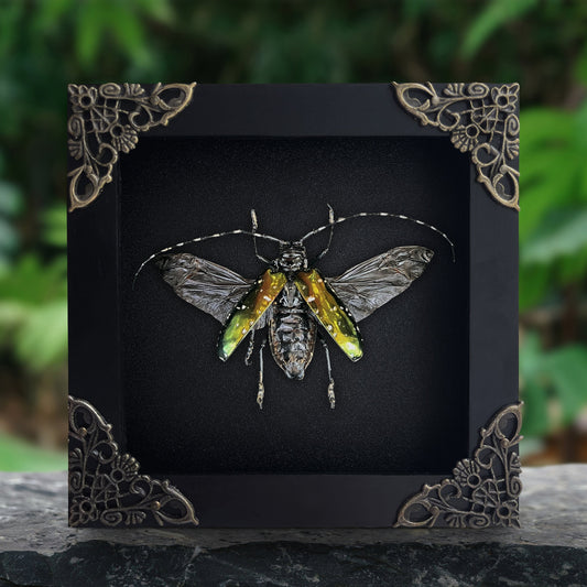 Real Metallic Longhorn Beetle Specimen, Gothic Insect Taxidermy Shadow Box, Oddities Wall Art, Home Decor - Anoplophora albopicta