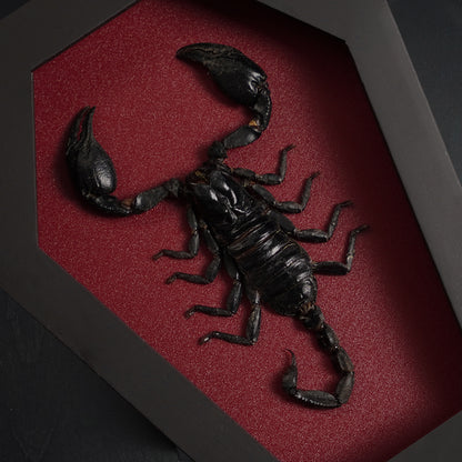 Real Scorpion in Coffin Framed, Insect Bug Taxidermy Collection, Halloween Gothic Art Display
