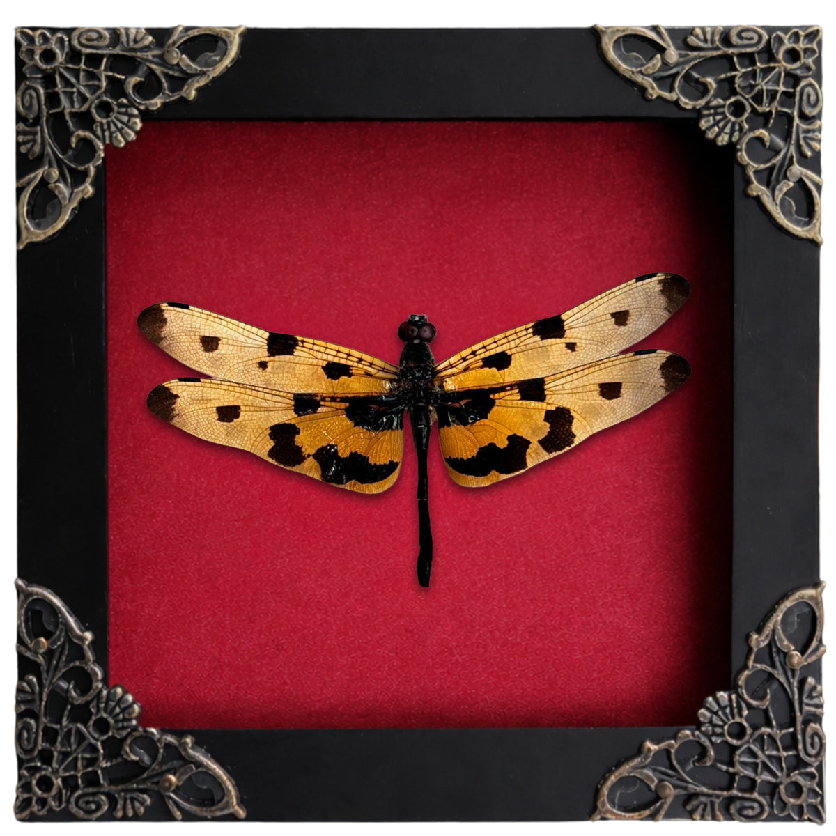 Real Yellow Dragonfly Shadow Box Insect Bug Frame Wall Art Decoration Oddity Home Bookshelf Decor K12-100-DE