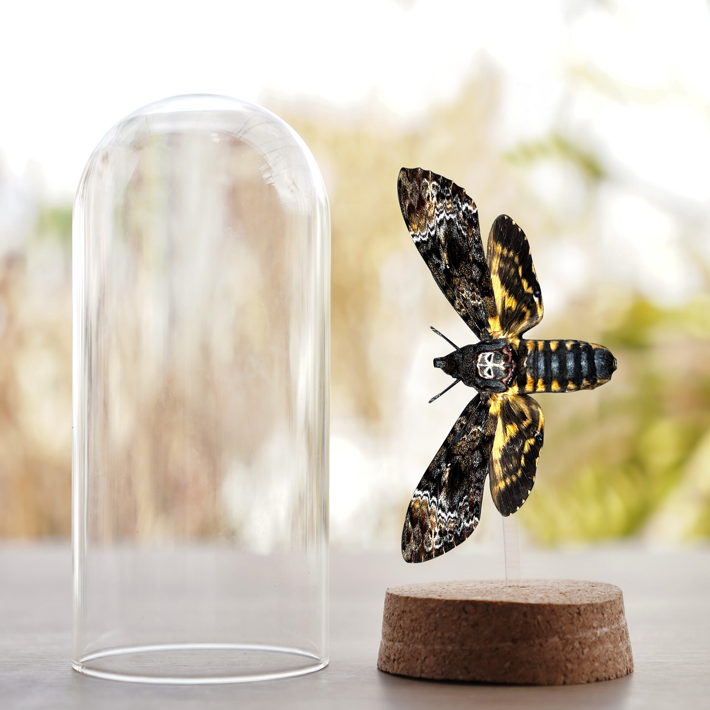 Real Death Head Moth Preserved Insect Beetle DOME8.16-01