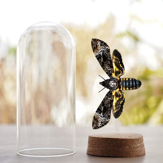 Real Death Head Moth Preserved Insect Beetle DOME8.16-01