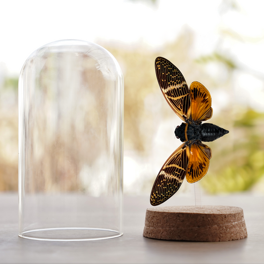 Real Cicada Glass Dome Preserved Insect Beetle DOME8.16-50