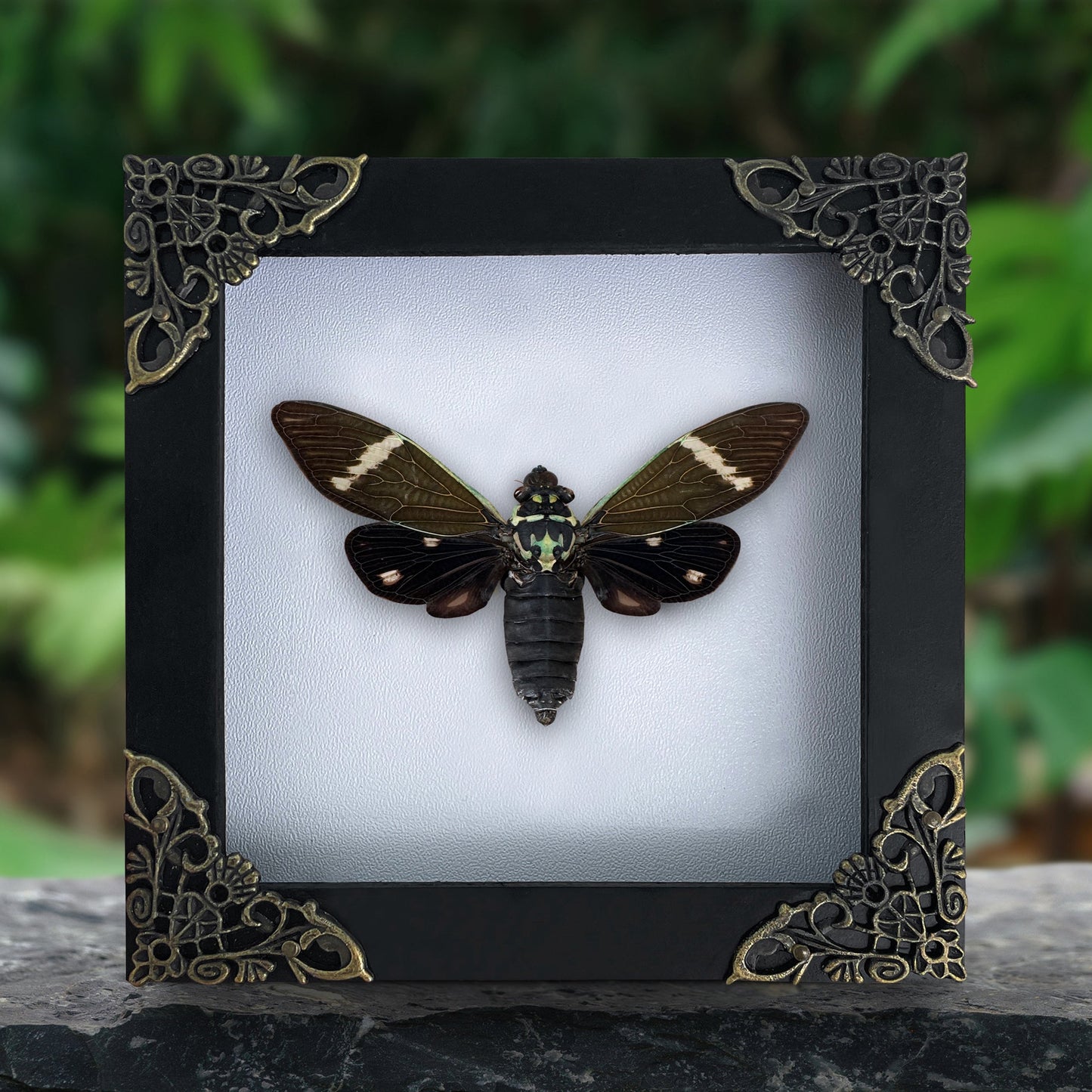 Real Black Cicada Framed Wall Art, Taxidermy Insect Specimen, Gothic Insect Decor, Oddities Display - Formotosena montivaga